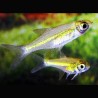 Microdevario-Rasbora Kubotai set van 3