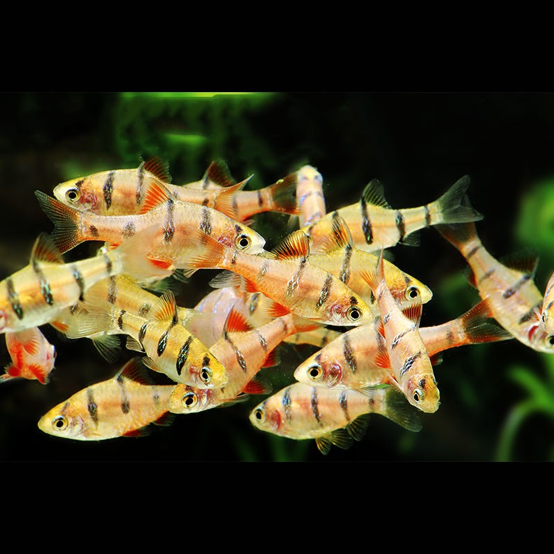 Desmopuntius Pentazona 2-3cm per 3