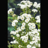Achillea ptarmica blanches