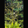 Alisma plantago-aquatica -Plantain d'eau