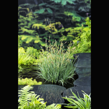 Carex panacea - Haiche