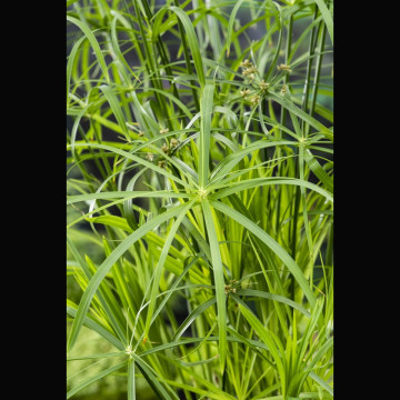 Cyperus alternifolius - Souchet ombrelle