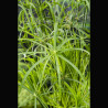 Cyperus alternifolius - Souchet ombrelle
