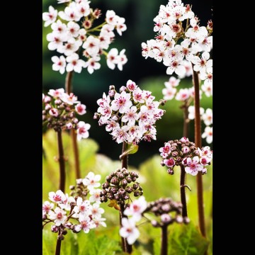 Darmera peltatum (Peltiphyllum) rose - Plante ombrelle