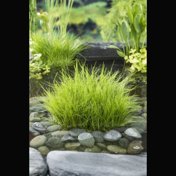 Eleocharis acicularis - Scirpe des marais