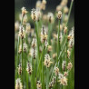 Eleocharis palustris - Scirpe des marais
