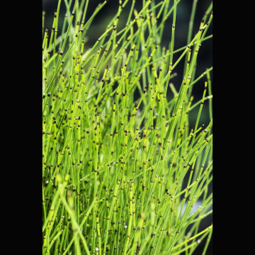 Equisetum scirpoides - Petit prêle