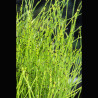 Equisetum scirpoides - Petit prêle