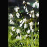 Eriophorum angustifolium - Linaigrette