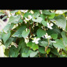 Houttuynia cordata - Houttuynie