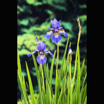 Iris Sibirica - Iris de Sibéri bleu