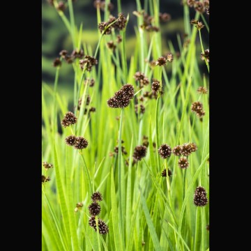 Juncus effusus - Jonc