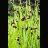 Juncus effusus - Jonc