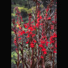 Lobelia Cardinalis - Lobélie cardinale