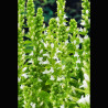Lobelia siphilitica alba - Lobélie siphilitique 'Alba'