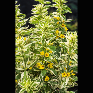 Lysimachia variegata - Lysimaque ponctuée