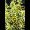 Lysimachia variegata - Lysimaque ponctuée