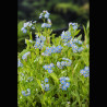 Myosotis palustris bleu - Myosotis des marais