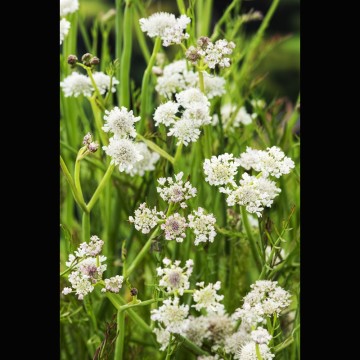 Oenanthe aquatica - Oenothère aquatique
