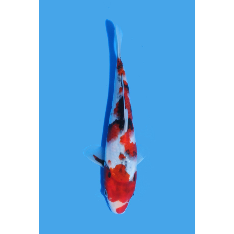 Koï Japon Jumbo Tosaï éleveur Sakai 30 - Showa- taille 25-32cm 399... Koï Japon Jumbo Tosaï éleveur Sakai 30 - Showa- taille 25-32cm 399...