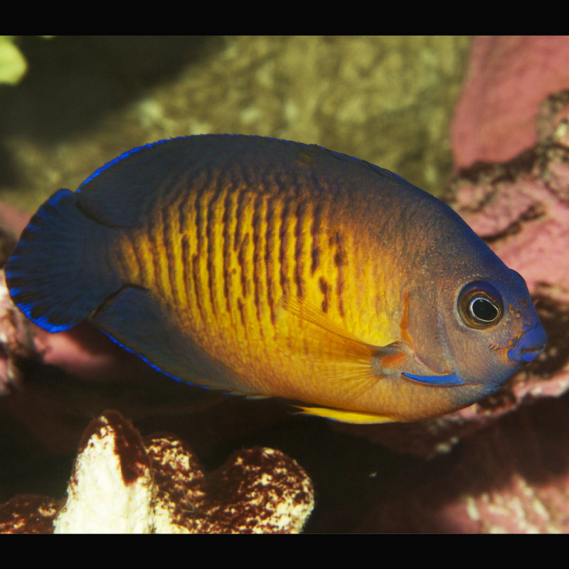 Centropyge Multispinis 5 à 7 cm  