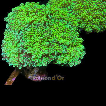 Euphyllia Yaeyamaensis Indo culture 3-4 polypes