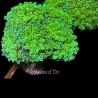 Euphyllia Yaeyamaensis Indo culture 3-4 polypes