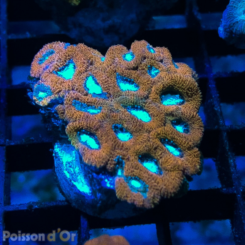 Bouture Acanthastreas communs 24,50 € Poissondor