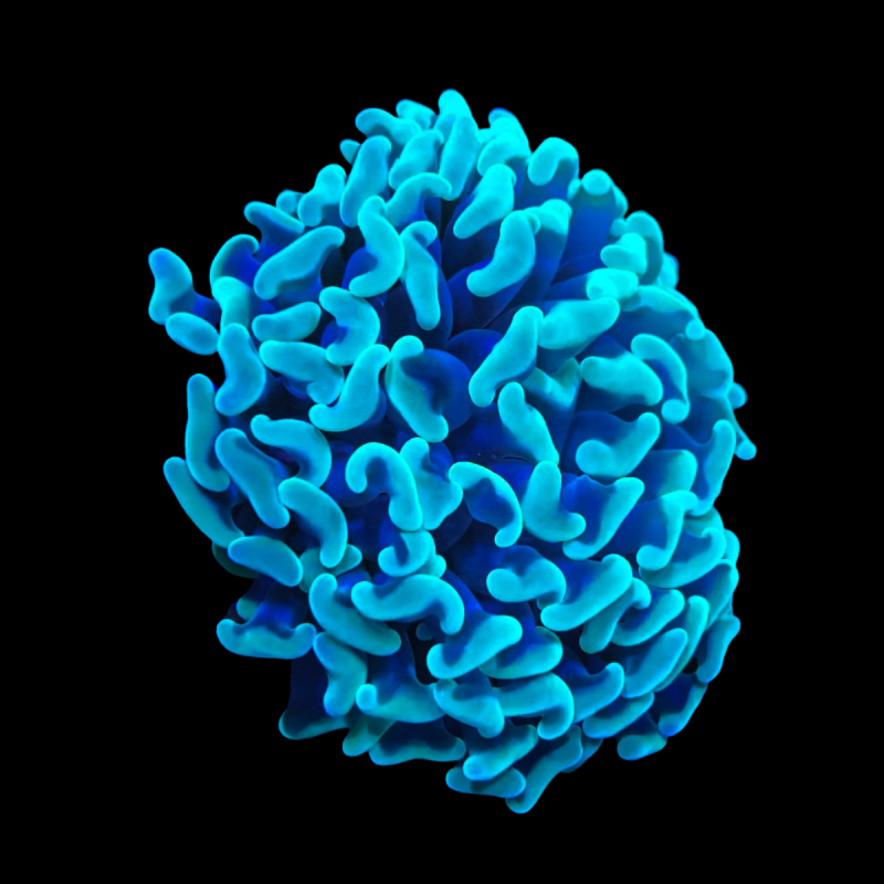 Bouture Euphyllia ancora \\"marbble\\" 69,50 € Poissondor