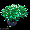 Bouture Euphyllia Glabrescens holy grail (1 polype)