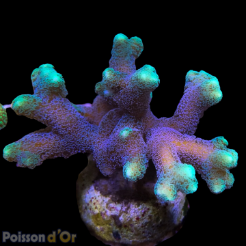 Bouture Seriatopora Calendreum bicolor 6-8 cm