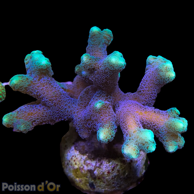 Bouture Seriatopora Calendreum bicolor 6-8 cm