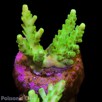 Bouture Acropora Vert à polypes jaunes 24,00 € Poissondor