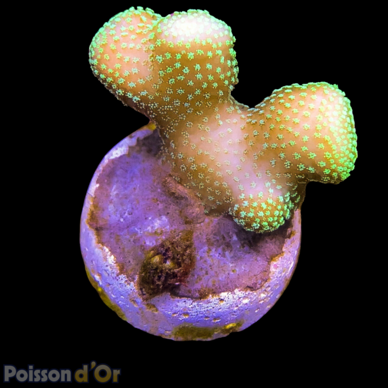 Bouture Stylophora vert (2-4cm) 24,00 € Poissondor