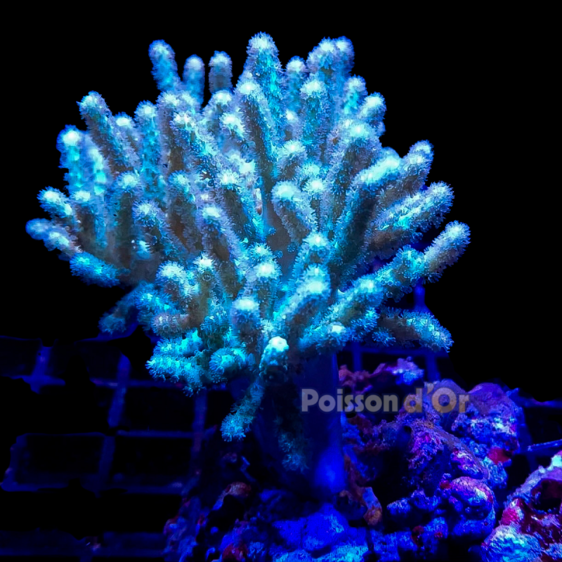  Sinularia molis jaune 6-8 cm