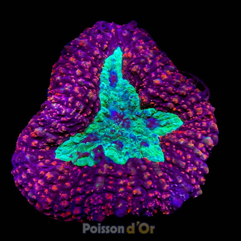 Lobophyllia Bicolor Ultra