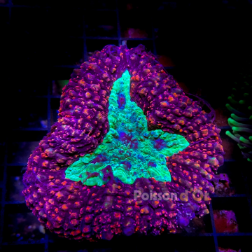 Lobophyllia Bicolor 5-8 cm