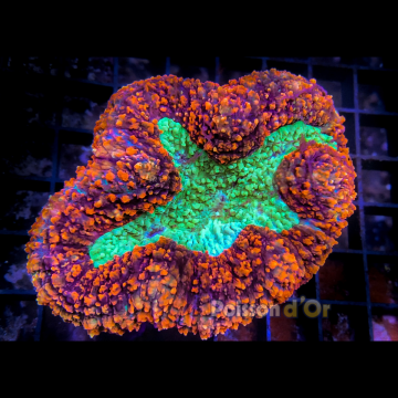 Lobophyllia Bicolor Ultra