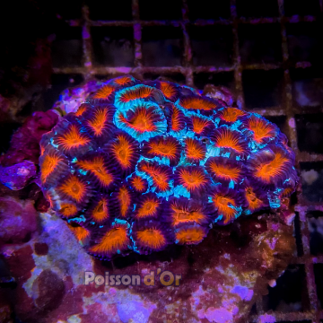 Favites rouge de Culture Indo ultra