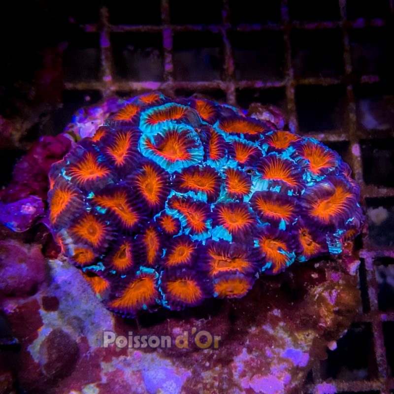 Favites rouge de Culture Indo ultra