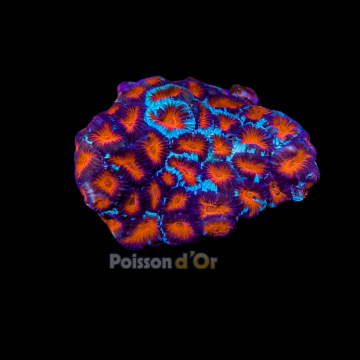 Favites rouge de Culture Indo ultra