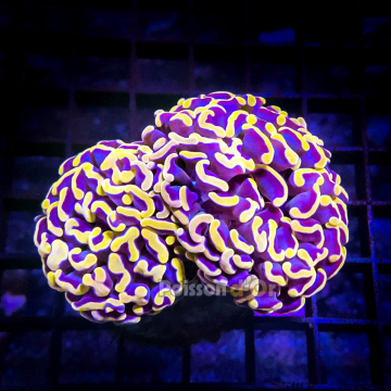Euphyllia Ancora Orange Select taille 12-14 cm