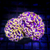 Euphyllia Ancora Orange Select taille 12-14 cm