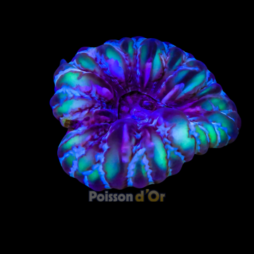 Cynarina lacrymalis Australie