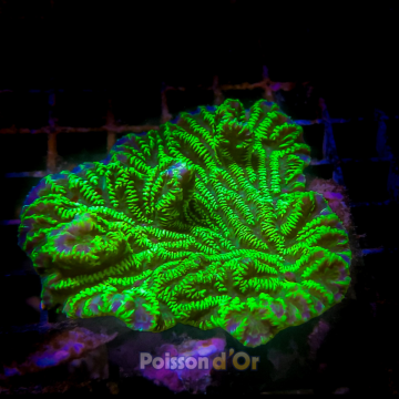 Merulina ampliata vert fluo culture Indo superbes 6-8 cm