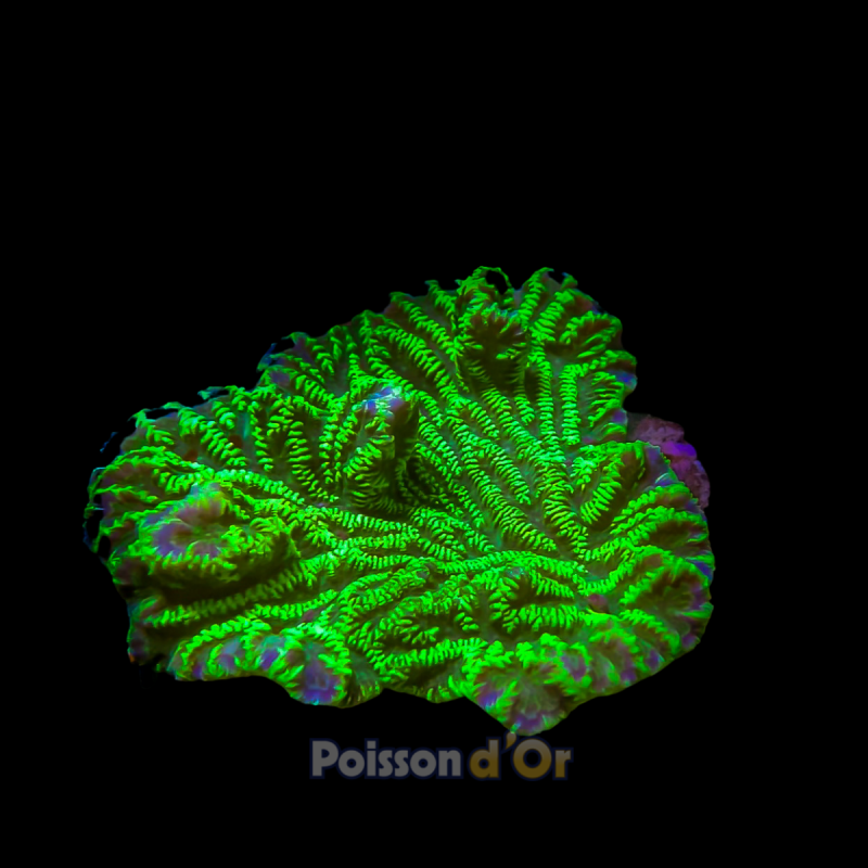 Merulina ampliata vert fluo culture Indo superbes 6-8 cm