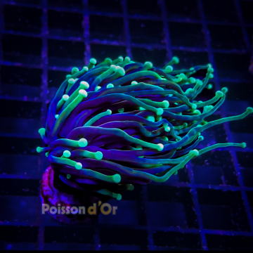 Bouture Euphyllia Glabrescens holy grail (1 polype)