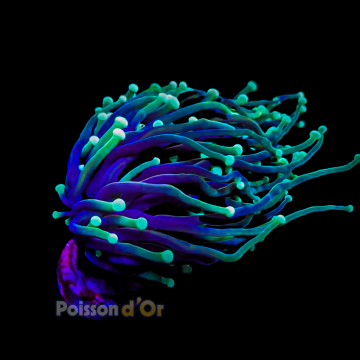 Bouture Euphyllia glabrescens 49,50 € Poissondor