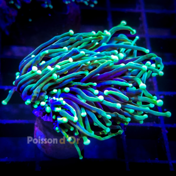 Bouture Euphyllia Glabrescens holy grail (1 polype)