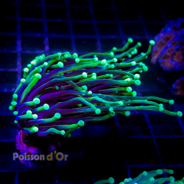 Bouture Euphyllia Glabrescens holy grail (1 polype)